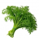 Dill Bund